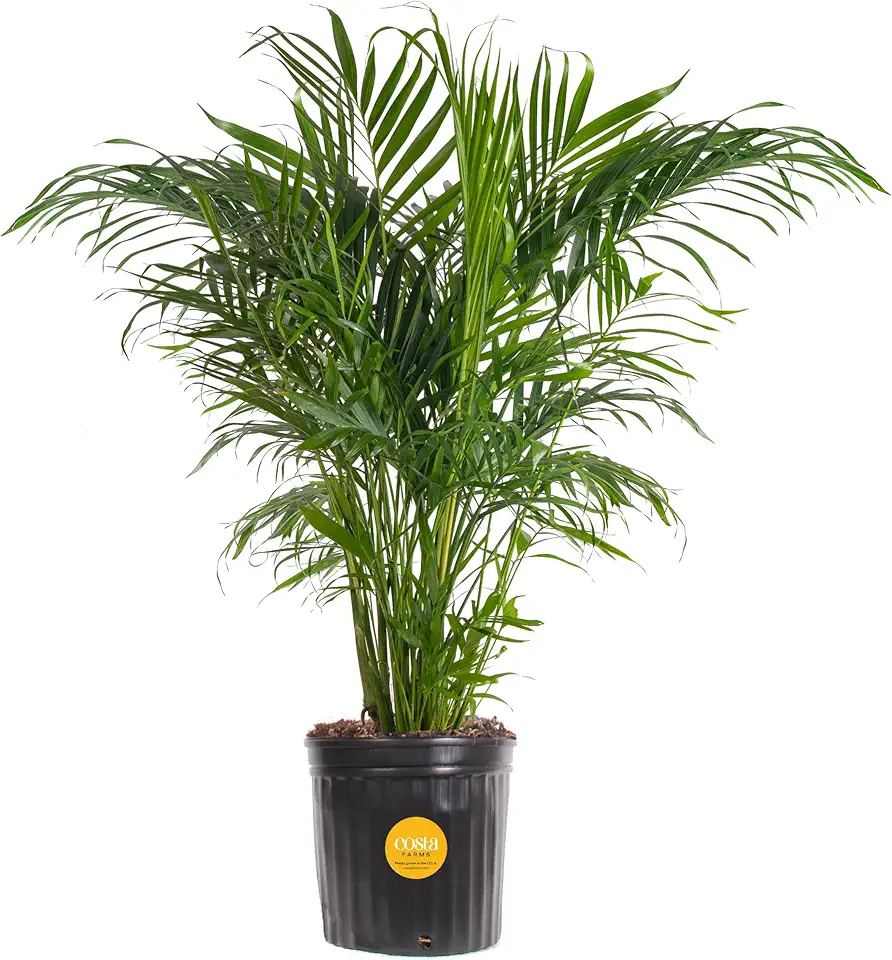 Costa Farms Cat Palm, Live Indoor Houseplant in Indoor...